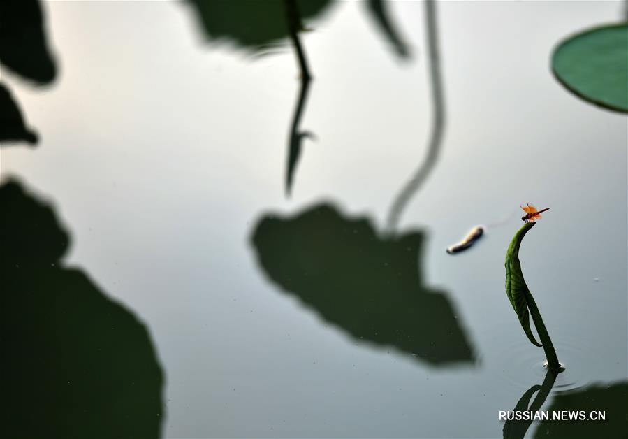 С приходом сезона "лицю", или "начало осени", по китайскому сельскохозяйственному календарю, на прудах начинают постепенно желтеть семенные коробочки и листья лотосов, напоминая о том, что осень все ближе. 