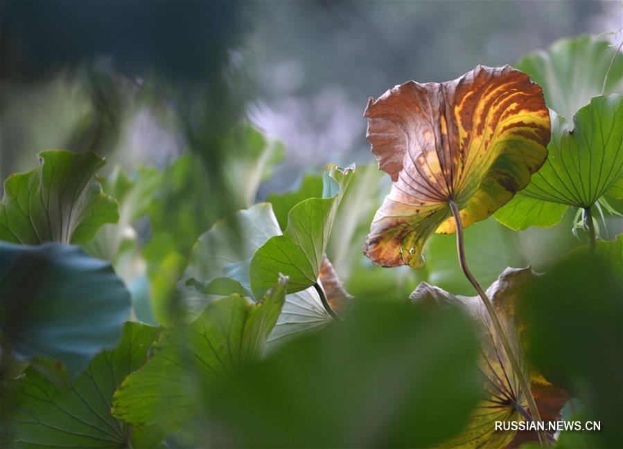С приходом сезона "лицю", или "начало осени", по китайскому сельскохозяйственному календарю, на прудах начинают постепенно желтеть семенные коробочки и листья лотосов, напоминая о том, что осень все ближе. 