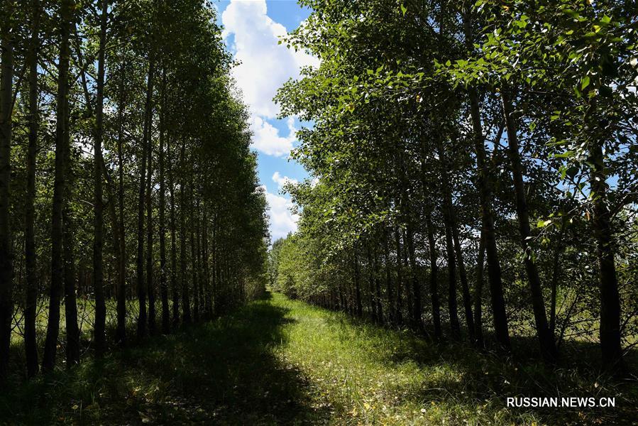 Прошло 18 лет, и на этой территории вырос лес из 200 тыс деревьев, под которыми пустили корни дикие травы и цветы. Ма Юньпин и его жена начали выращивать в лесу сельскохозяйственные культуры, построили фабрику по производству биокормов.
