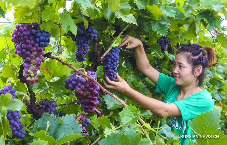 Выращивание винограда в деревне Бинцзяо провинции Хэбэй