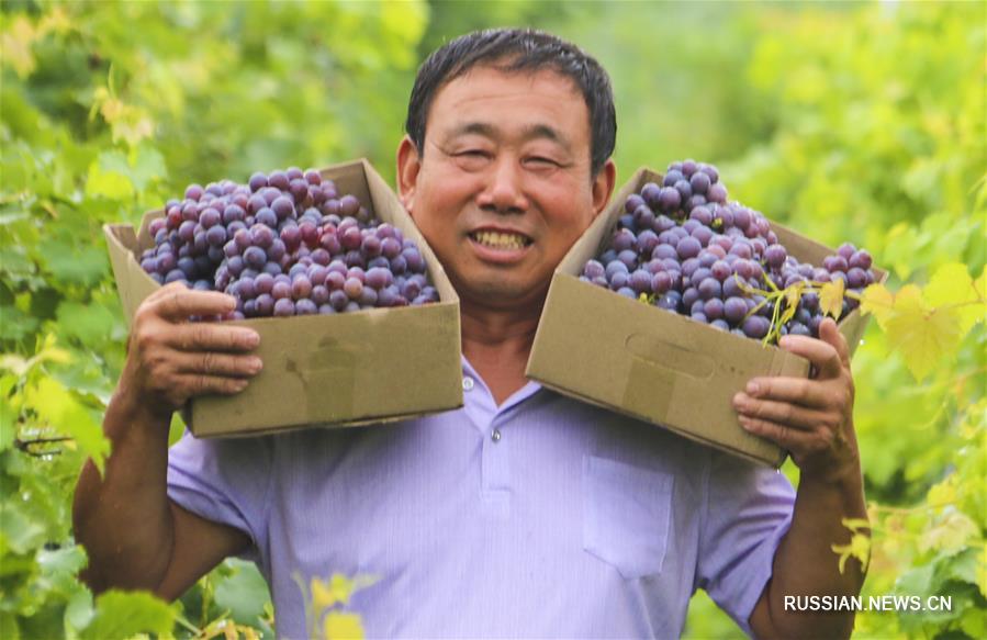 Выращивание винограда в деревне Бинцзяо провинции Хэбэй