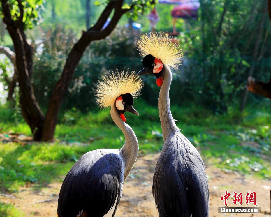 Влюбленные животные в китайском зоопарке