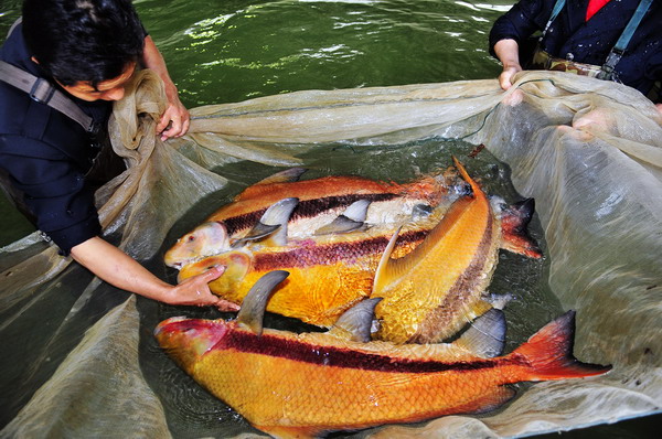 Топ-8 редких животных, которые живут вдоль бассейна реки Янцзы