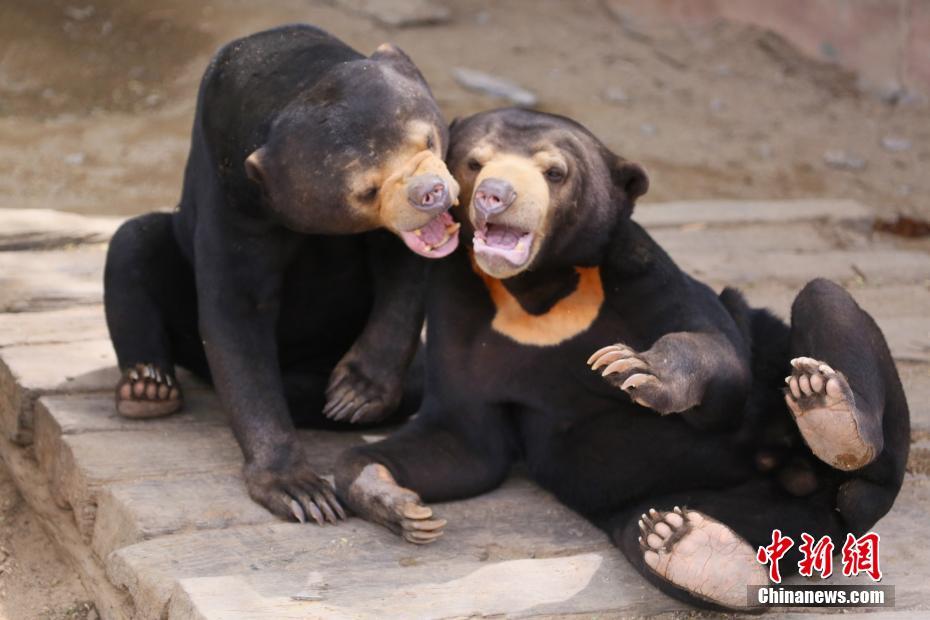 Влюбленные животные в китайском зоопарке