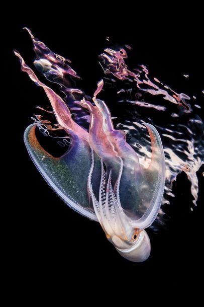 Волшебные пейзажи на дне моря: лучшие фотографии с конкурса подводной съемки-2018