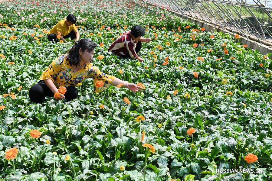 Сельское хозяйство с местной спецификой способствует подъему деревень уезда Луаньнань