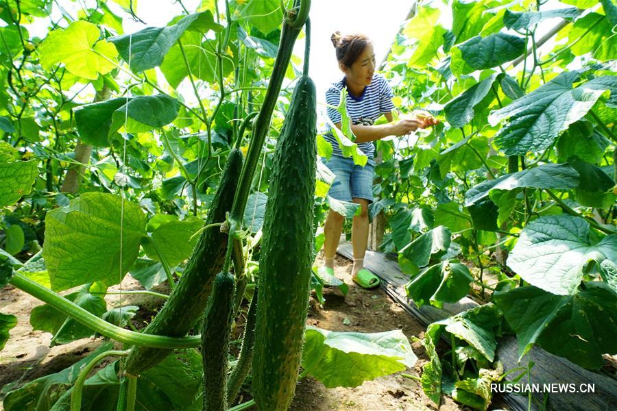 Сельское хозяйство с местной спецификой способствует подъему деревень уезда Луаньнань