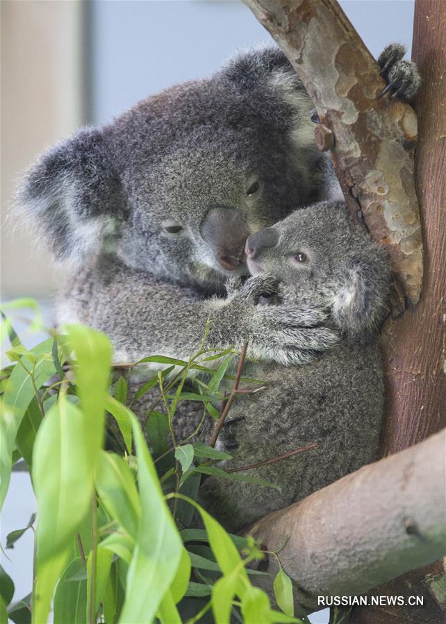  Детеныш коалы, родившийся в зоопарке Хуншань города Нанкин /провинция Цзянсу, Восточный Китай/, недавно впервые появился на публике. 