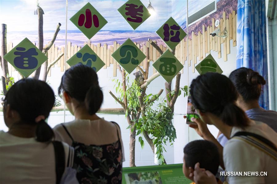  Детеныш коалы, родившийся в зоопарке Хуншань города Нанкин /провинция Цзянсу, Восточный Китай/, недавно впервые появился на публике. 