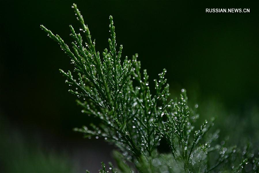 Капли росы на лепестках цветов и листьях