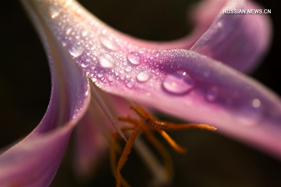 Капли росы на лепестках цветов и листьях