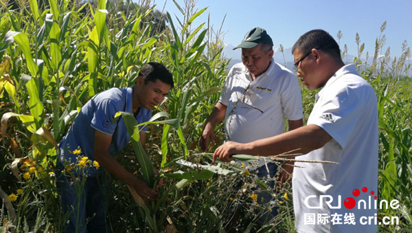 【Пять лет с момента выдвижения «Одного пояса, одного пути»】Сельскохозяйственное сотрудничество между Китаем и Казахстаном на полях «надежды»