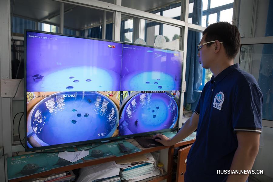 На фото -- бесперые морские свиньи в Институте гидробиологии Китайской академии наук, который расположен в городе Ухань /провинция Хубэй, Центральный Китай/. Детеныш бесперой морской свиньи родился здесь 2 июня 2018 года.