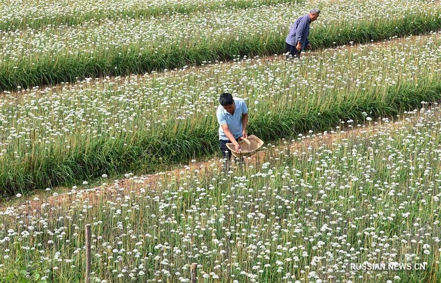  В начале осени крестьяне по всему Китаю заняты полевыми работами и уборкой урожая.