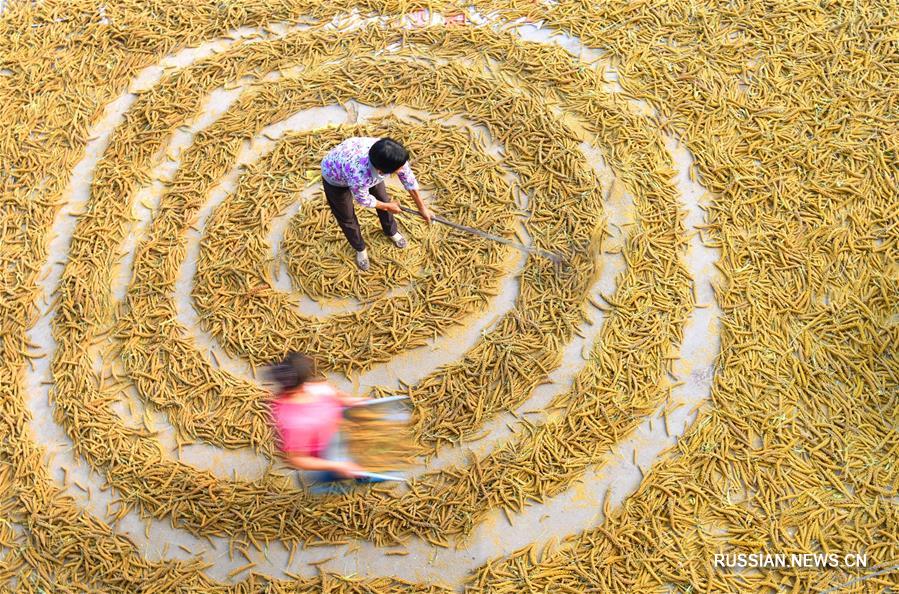  В начале осени крестьяне по всему Китаю заняты полевыми работами и уборкой урожая.