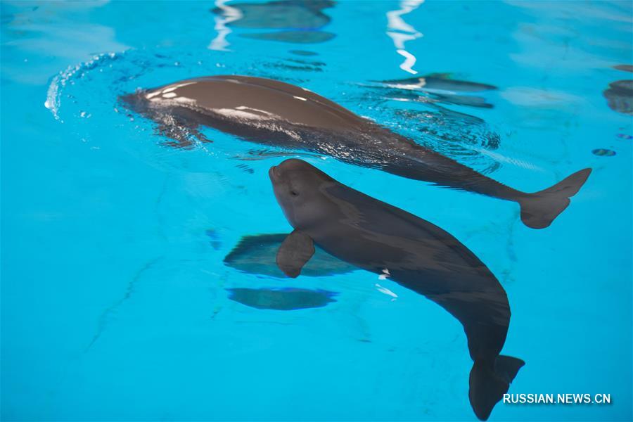 На фото -- бесперые морские свиньи в Институте гидробиологии Китайской академии наук, который расположен в городе Ухань /провинция Хубэй, Центральный Китай/. Детеныш бесперой морской свиньи родился здесь 2 июня 2018 года.