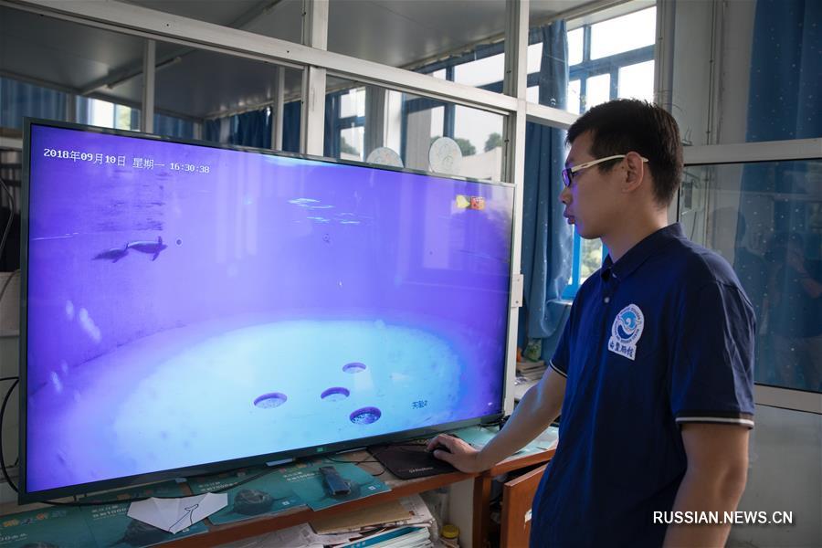 На фото -- бесперые морские свиньи в Институте гидробиологии Китайской академии наук, который расположен в городе Ухань /провинция Хубэй, Центральный Китай/. Детеныш бесперой морской свиньи родился здесь 2 июня 2018 года.