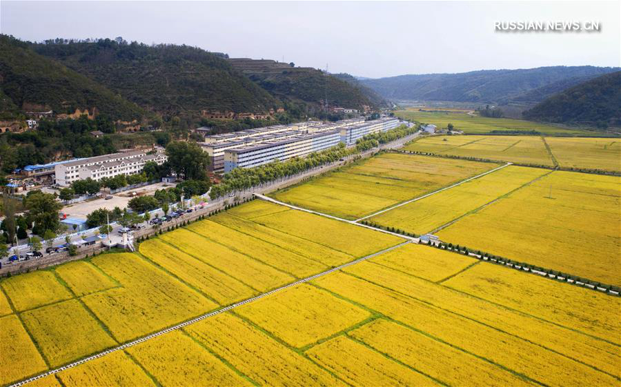 Золотые рисовые поля в Яньани