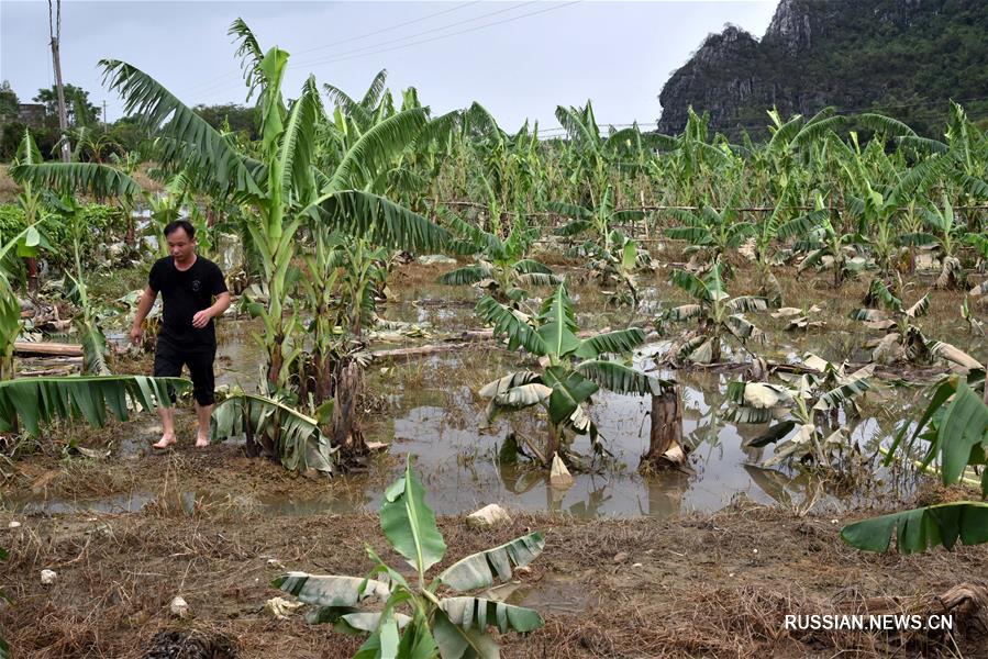 В серьезно пострадавшем из-за супертайфуна "Мангхут" городском округе Янцзян /провинция Гуандун, Южный Китай/ активно проводятся мероприятия по помощи пострадавшим. 