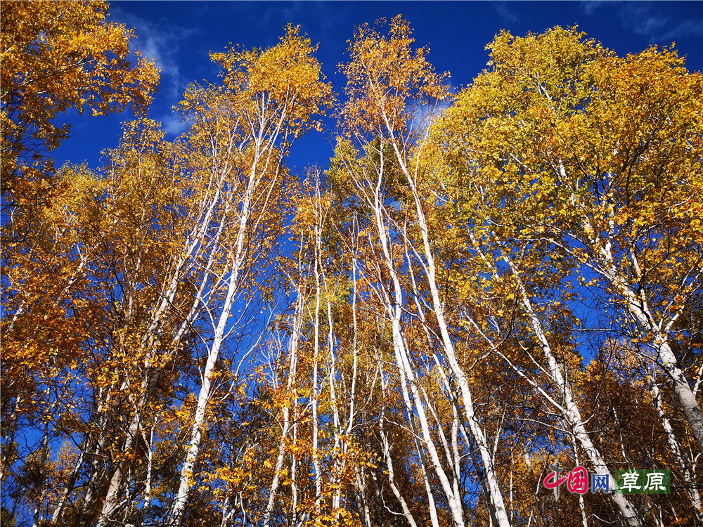 Фото: сказочная осень на горе Аэршань