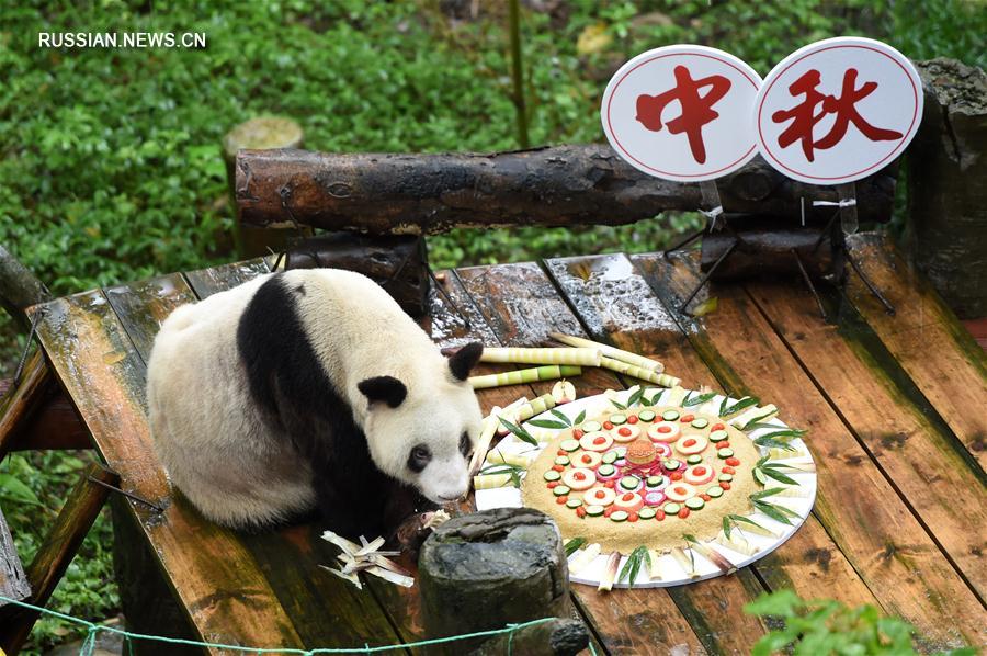 Для обитателя Чунцинского зоопарка, 36-летней большой панды по кличке "Синьсин" в честь праздника приготовили лакомство -- любимые фрукты и хлебцы, которыми под руководством сотрудников зоопарка его угостили маленькие гости зоопарка. 