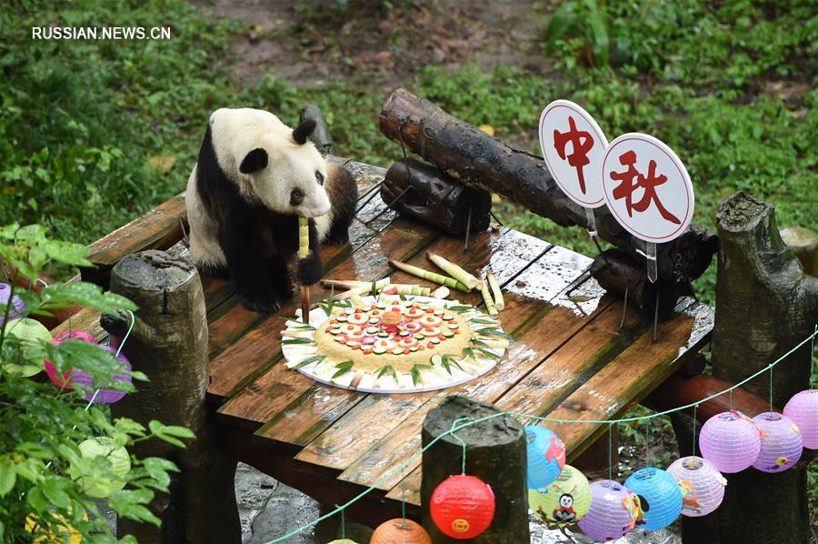 Для обитателя Чунцинского зоопарка, 36-летней большой панды по кличке "Синьсин" в честь праздника приготовили лакомство -- любимые фрукты и хлебцы, которыми под руководством сотрудников зоопарка его угостили маленькие гости зоопарка. 