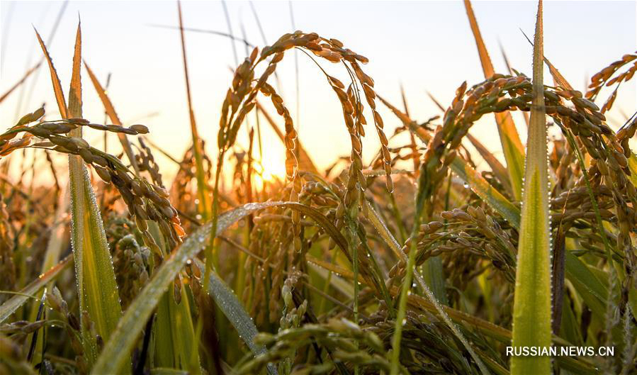 Золотые рисовые поля в долине реки Илихэ