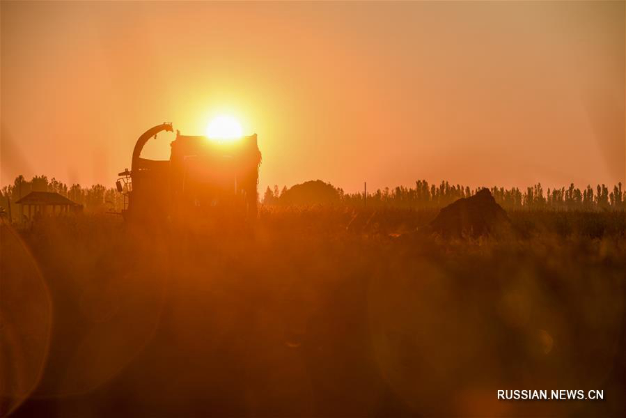 Золотые рисовые поля в долине реки Илихэ