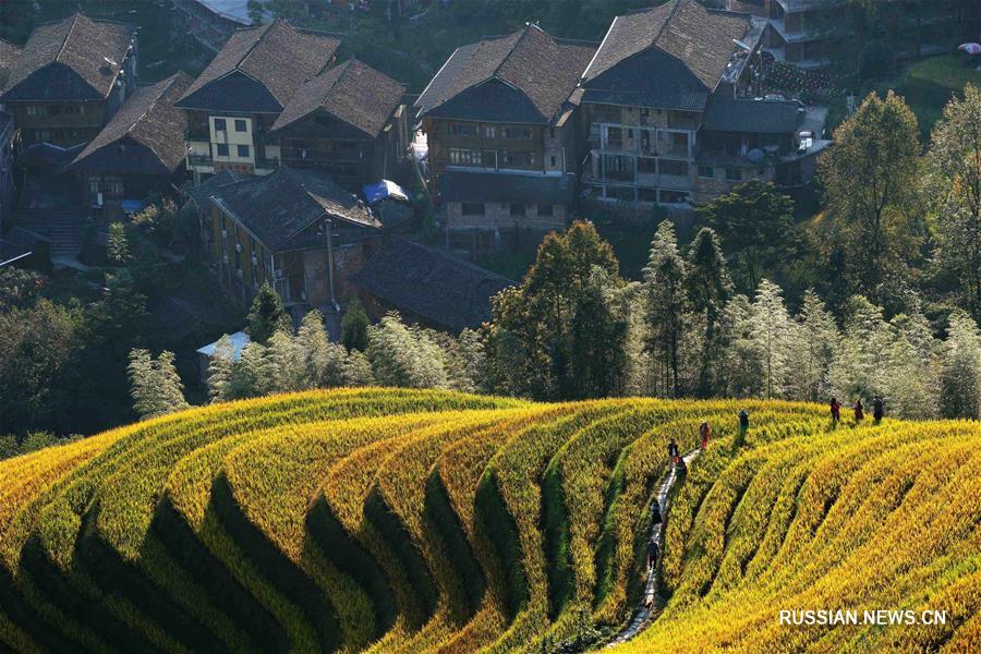 На праздничную неделю в честь Дня образования КНР в Китае как раз установилась золотая осень, и повсюду люди совершают прогулки, чтобы насладиться прекрасными осенними пейзажами.