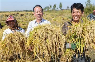 Богатый урожай на рисовых полях. За 40 лет реформ сельское хозяйство в Тяньцзине очень изменилось