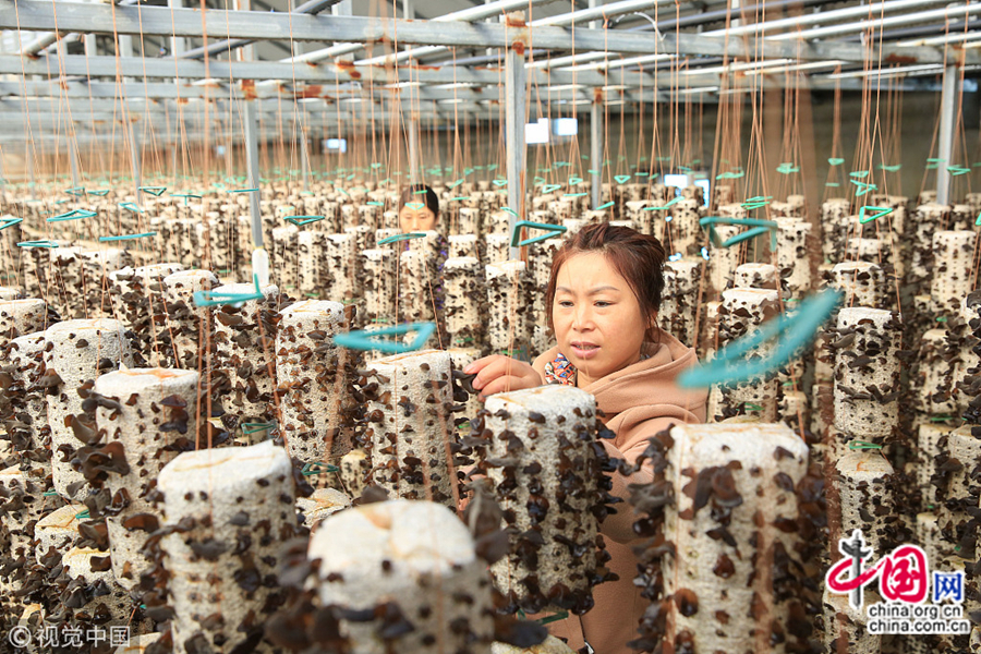 Стало известно, что благодаря помощи при строительстве провинции Хэйлунцзян выращивание черного древесного гриба в теплицах здесь уже стало новым способом разбогатеть для местных жителей.