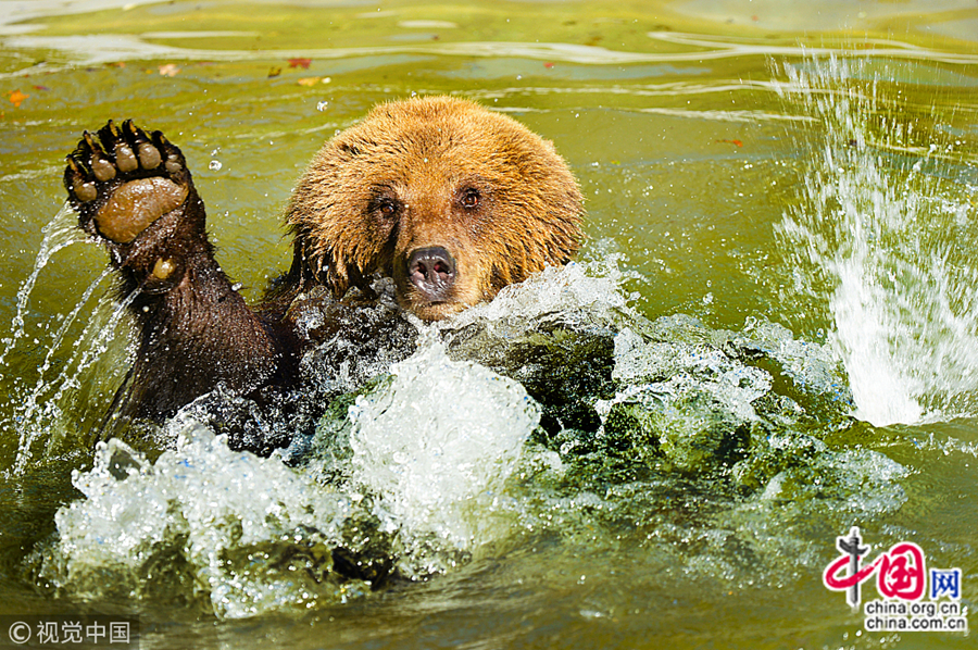 9 октября по местному времени, в Лондоне Великобритании европейский бурый медведь наслаждался прохладным купанием.