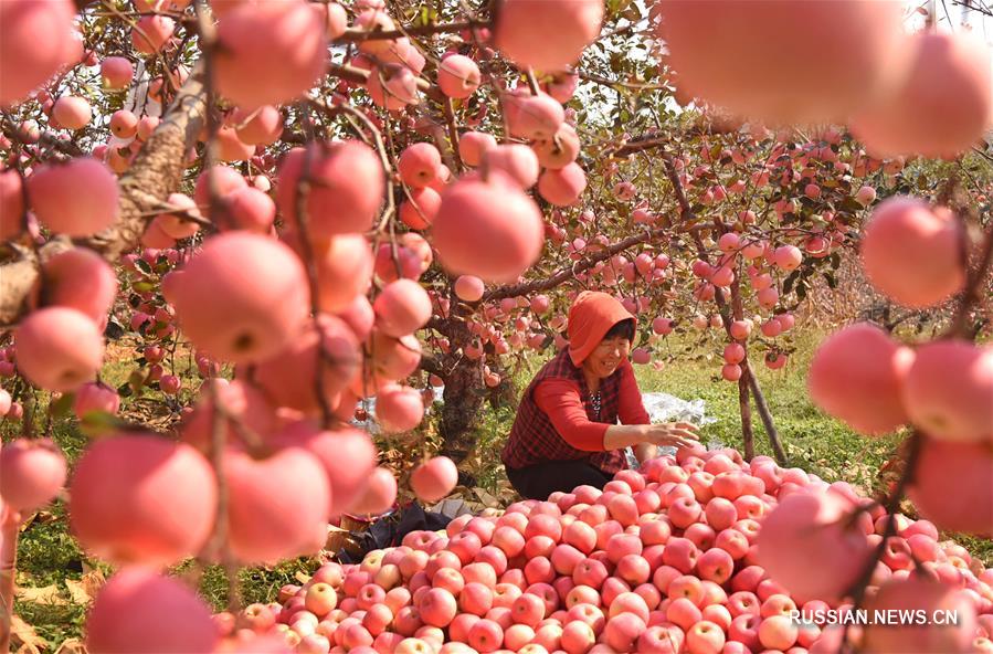 Большой урожай яблок в Шаньдуне