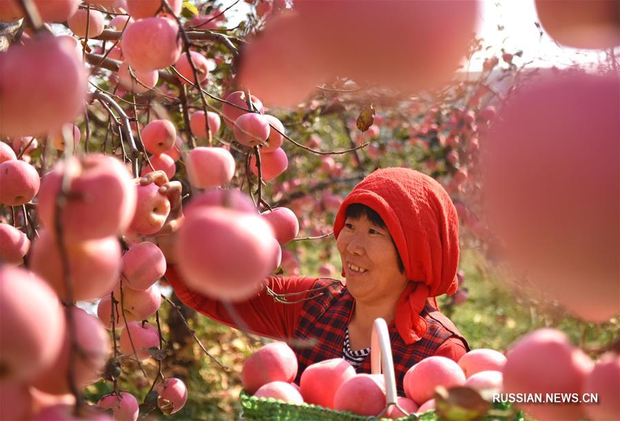 Большой урожай яблок в Шаньдуне