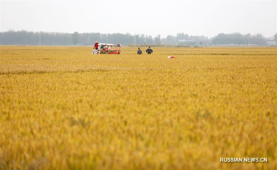 Сбор урожая риса в провинции Шаньдун