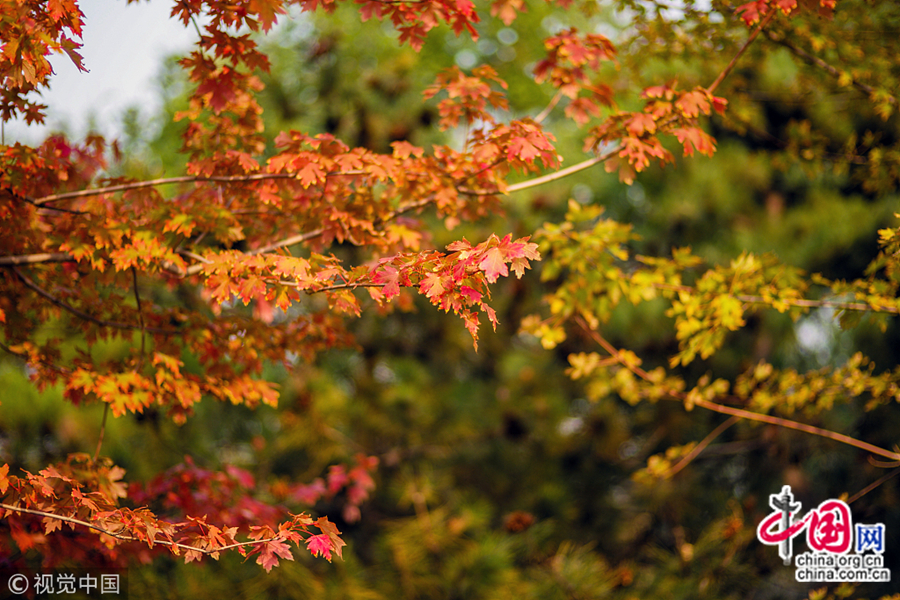 В Пекин пришла глубокая осень. Новый цвет листьев создает новое настроение