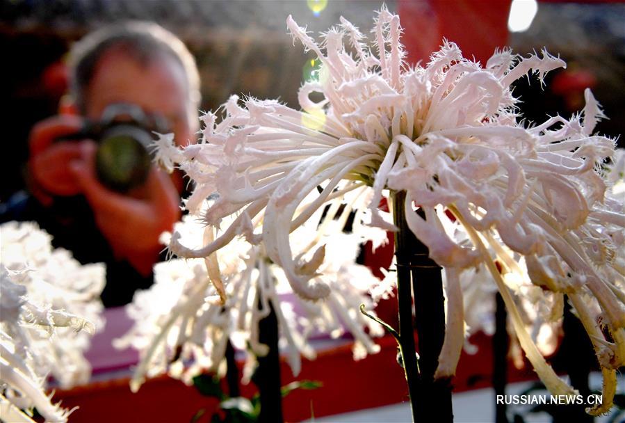 Благоухающие цветы хризантемы из города Кайфэн