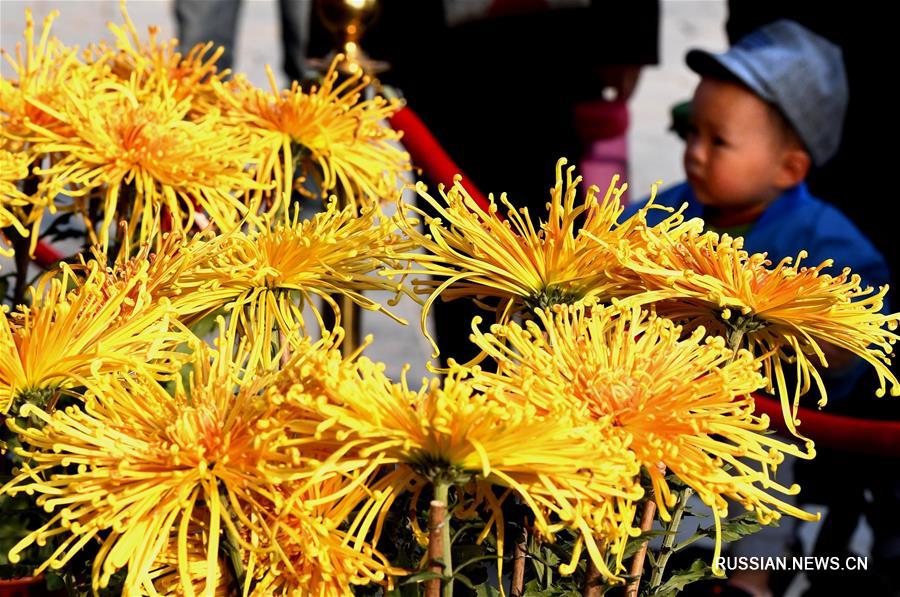 Благоухающие цветы хризантемы из города Кайфэн