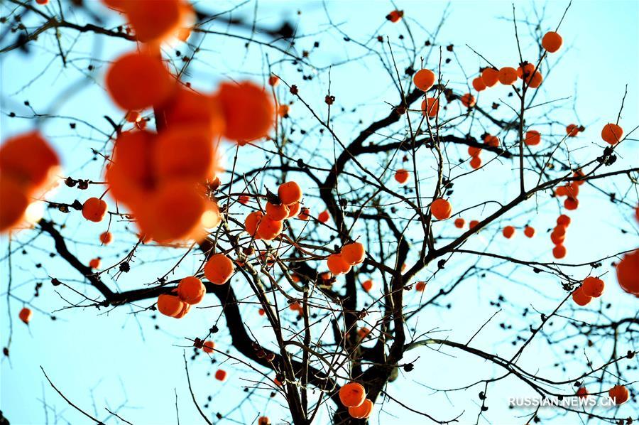 Как прекрасна осень в Поднебесной!