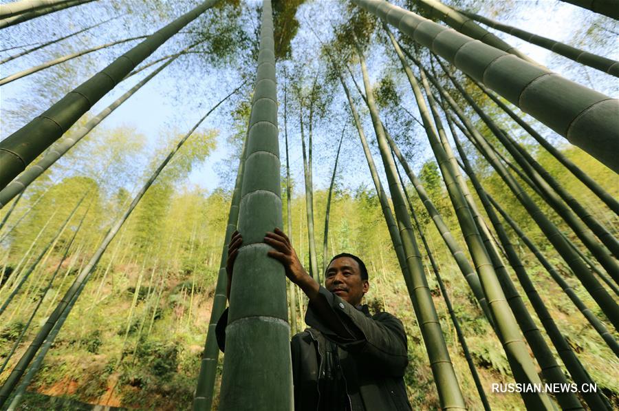 Бамбук обогащает жителей городского округа Чишуй провинции Гуйчжоу