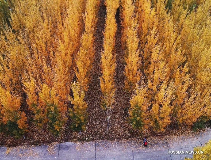 Цзоупин, 8 ноября /Синьхуа/ -- На снимке: осенний пейзаж в г. Цзоупин пров. Шаньдун на востоке Китая. 7 ноября в Китае начался сезон "Становления зимы" /"Лидун"/ по традиционному китайскому сельскохозяйственному календарю.