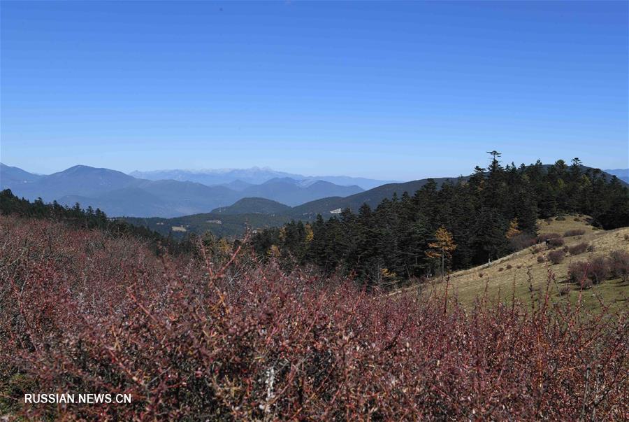 На снимке красивый пейзаж в заснеженных горах Юйлун в городе Лицзян провинции Юньнань /Юго-Западный Китай/ в начале зимы. 