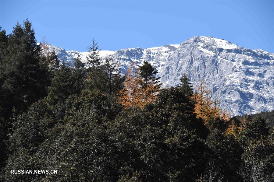 На снимке красивый пейзаж в заснеженных горах Юйлун в городе Лицзян провинции Юньнань /Юго-Западный Китай/ в начале зимы. 