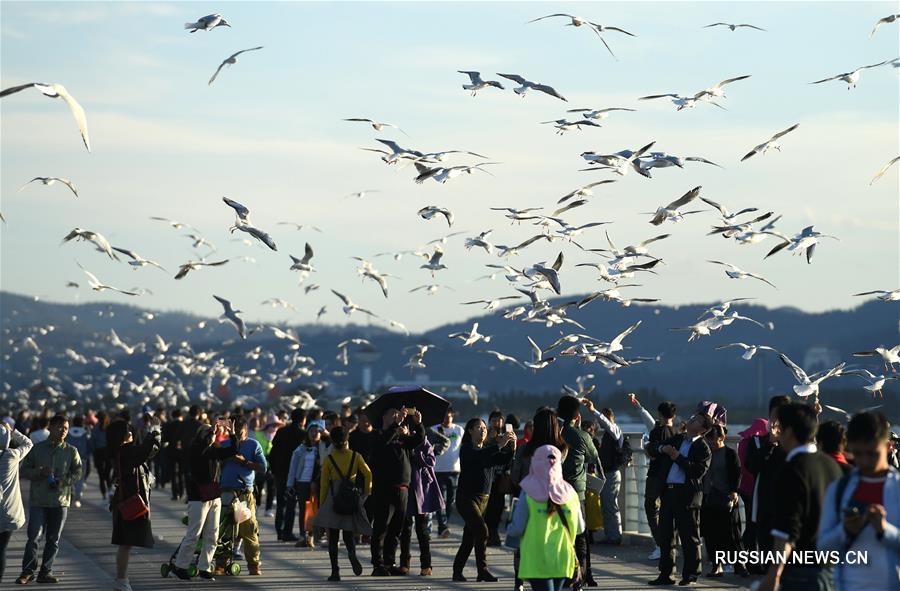 Красноногие чайки прибывают на зимовку в город Куньмин
