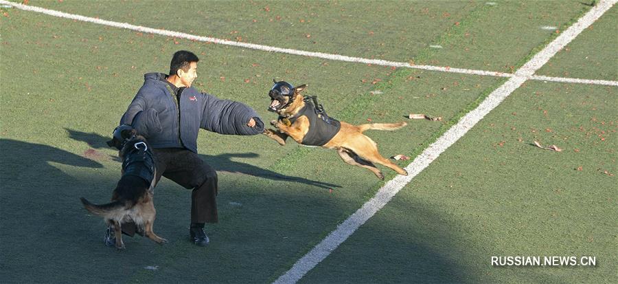 Соревнования среди полицейских собак со всех концов Китая в Пекине