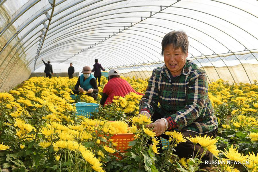 Борьба с бедностью посредством выращивания хризантем в поселке Хугэчжуан