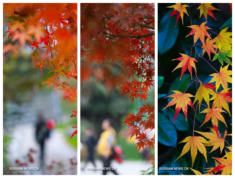 Поздняя осень в Китае Поздняя осень в Китае