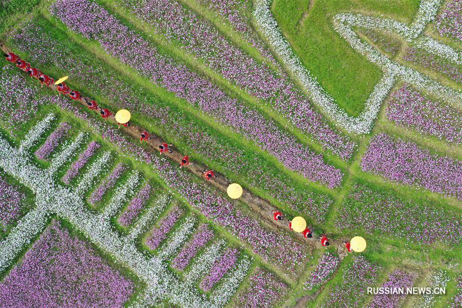 Цветущие поля в уезде Дэбао на юге Китая