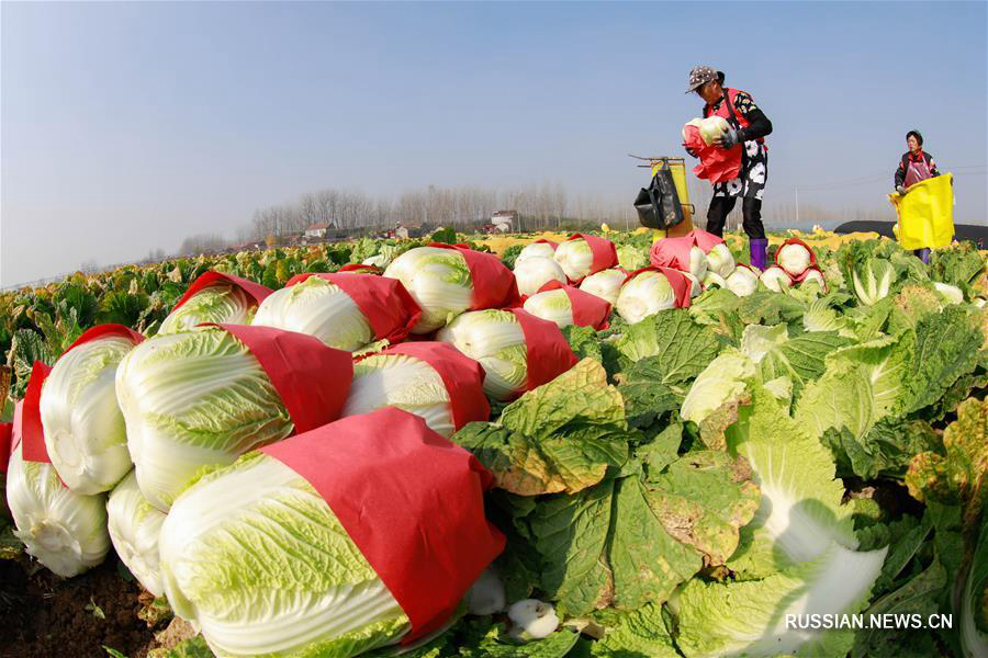 Уезд Сюйи начал поставлять партии китайской капусты в Японию и РК в рамках зарубежных заказов
