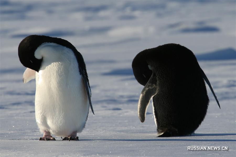 На фото, сделанных с китайского научно-исследовательского судна "Сюэлун", -- пингвины в Антарктиде. "Сюэлун" в настоящее время направляется к антарктической станции "Чжуншань". До пункта назначения осталось 44 км. 